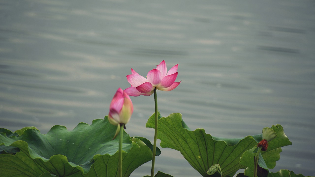 flower  flowering  leaf free photo