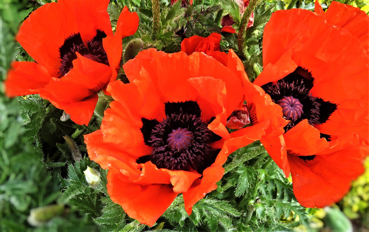 flower  poppy  klatschmohn free photo