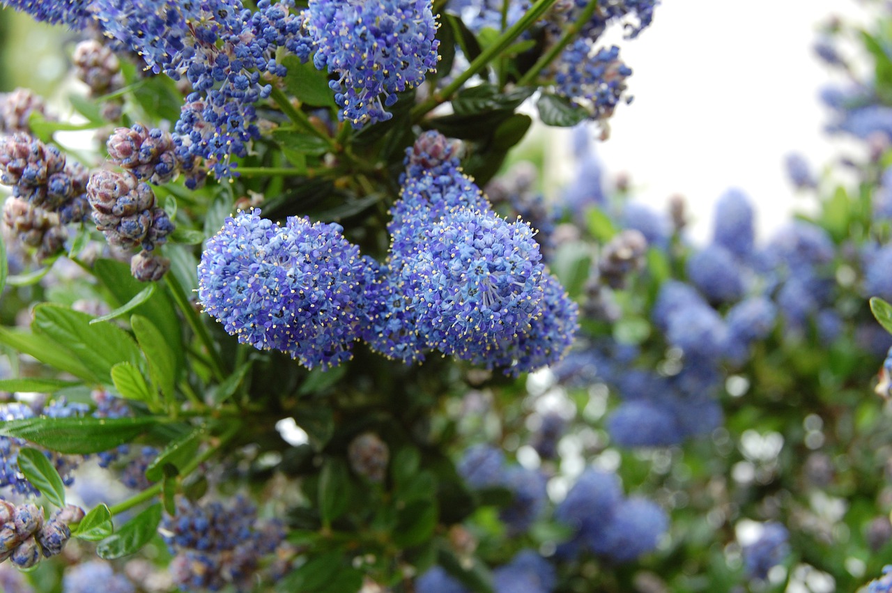 flower  blue  shrub free photo