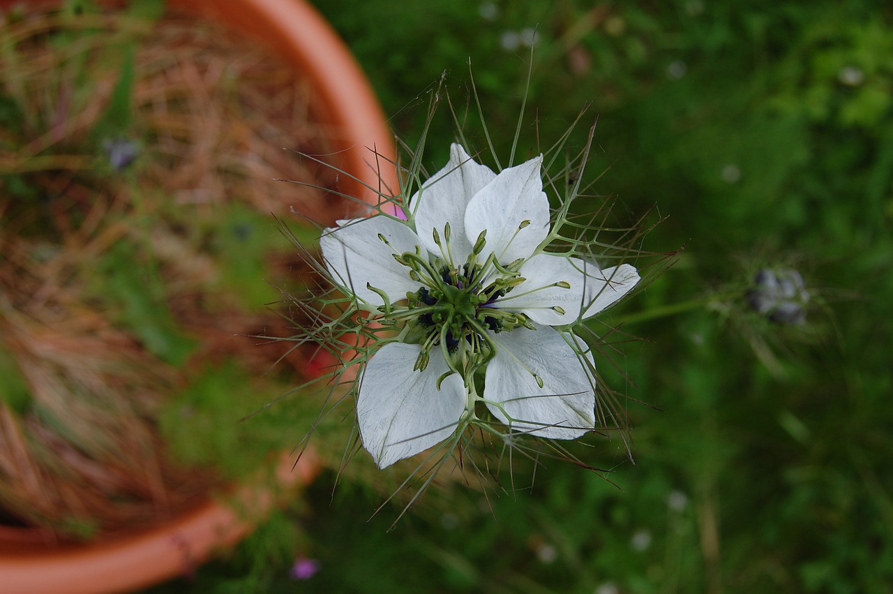 flower  white  nigella free photo