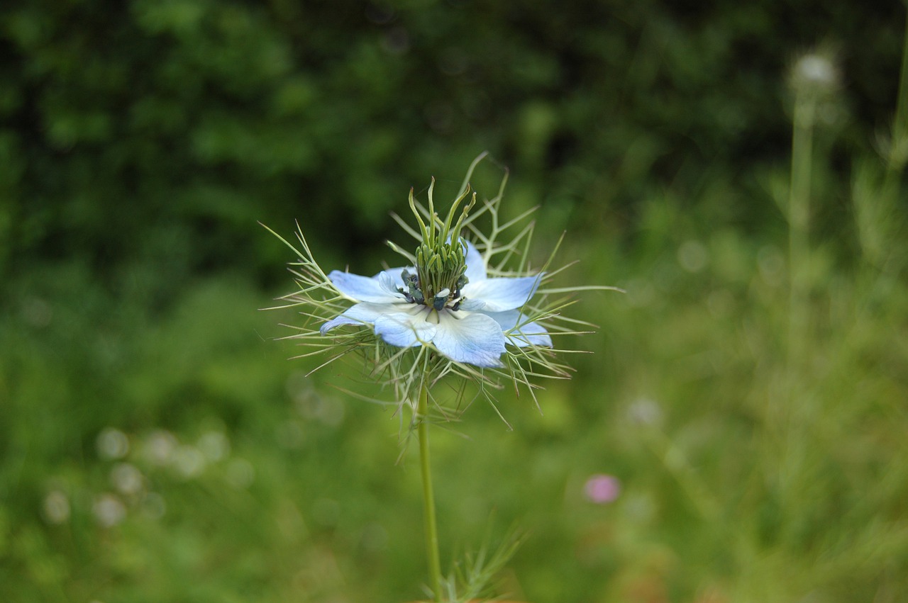 flower  blue  nigella free photo