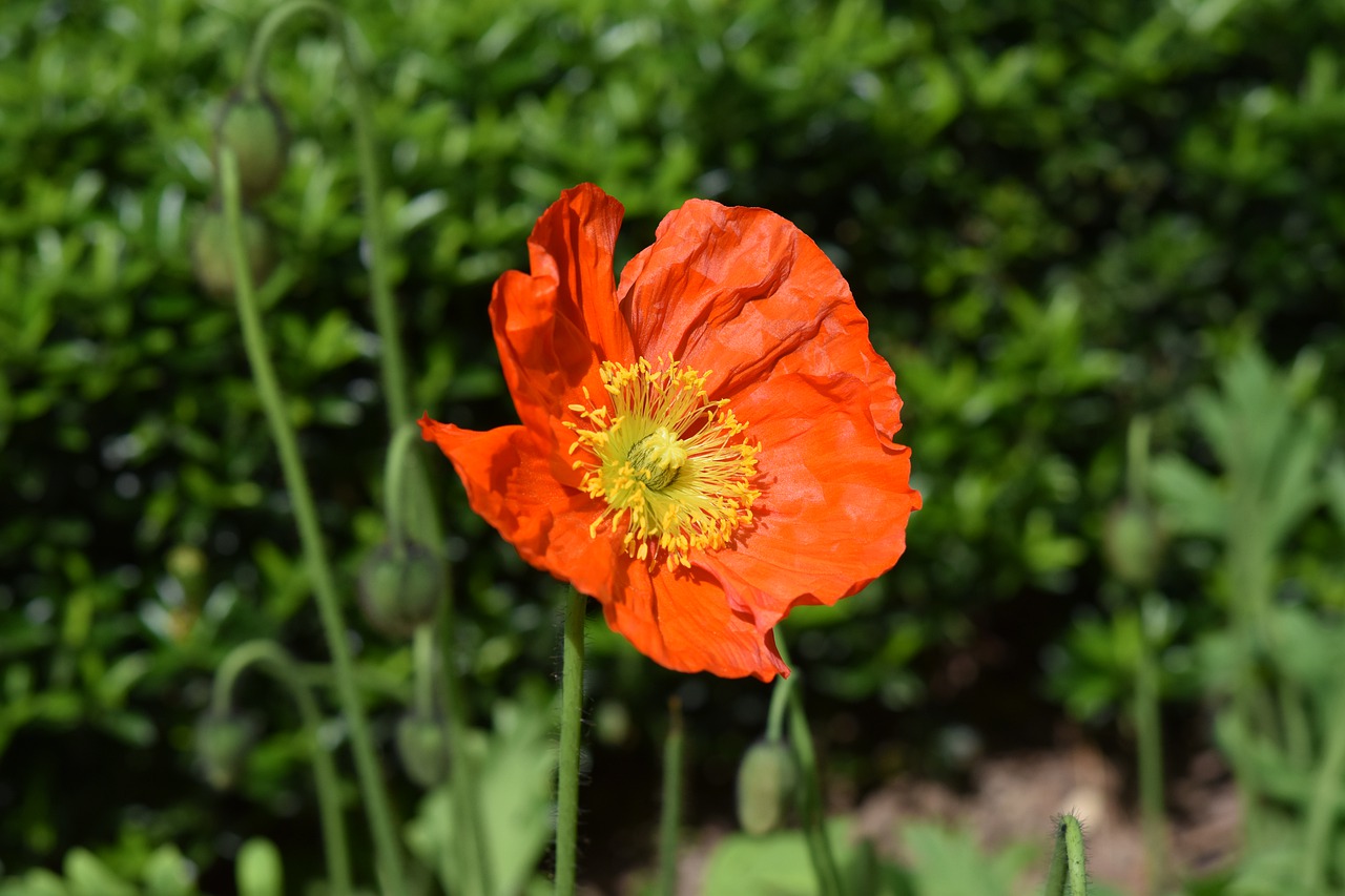 flower  poppy flower  garden free photo