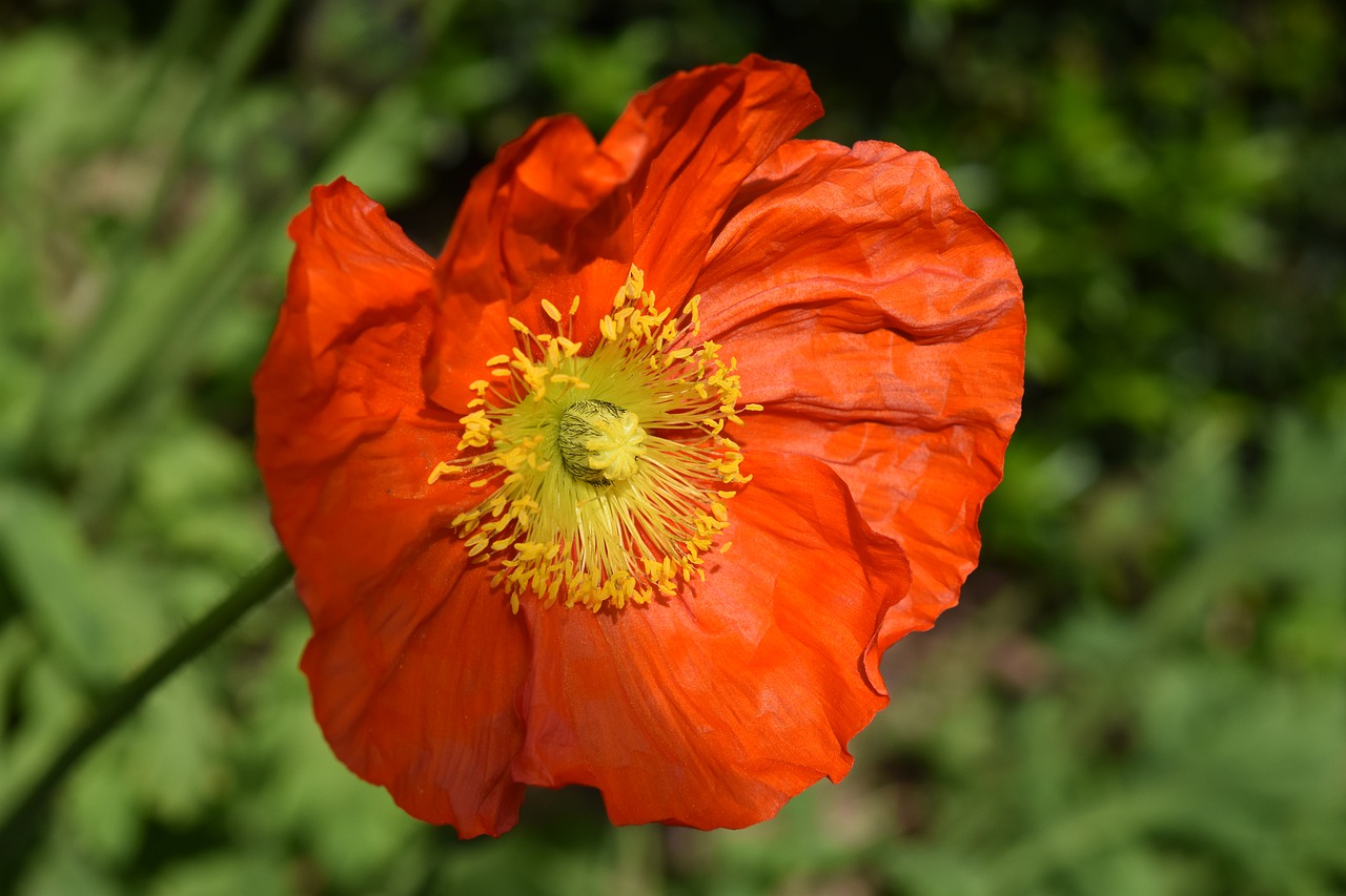 flower  poppy flower  garden free photo