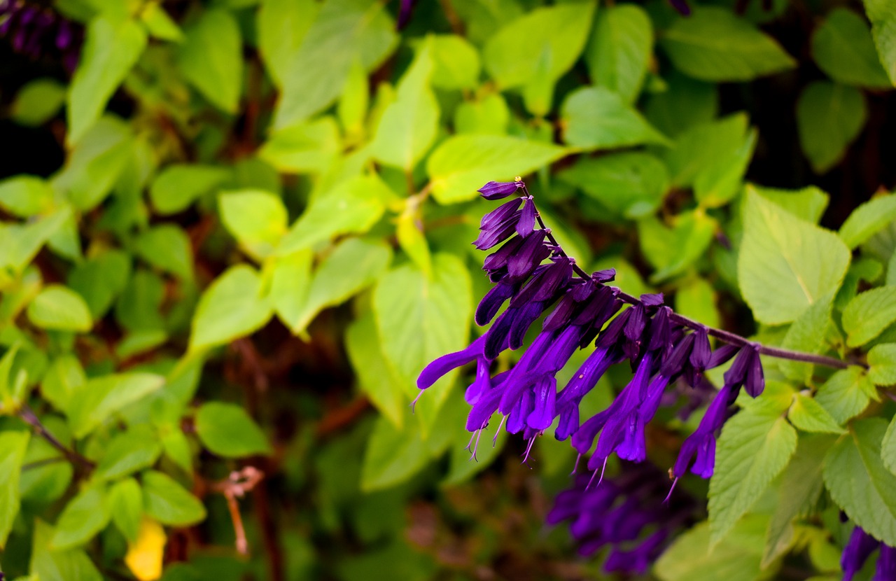 flower  nature  green free photo