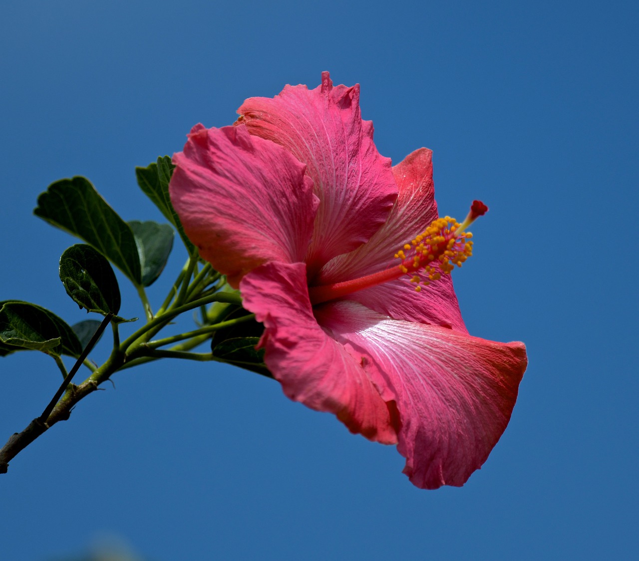 flower  blue  sky free photo