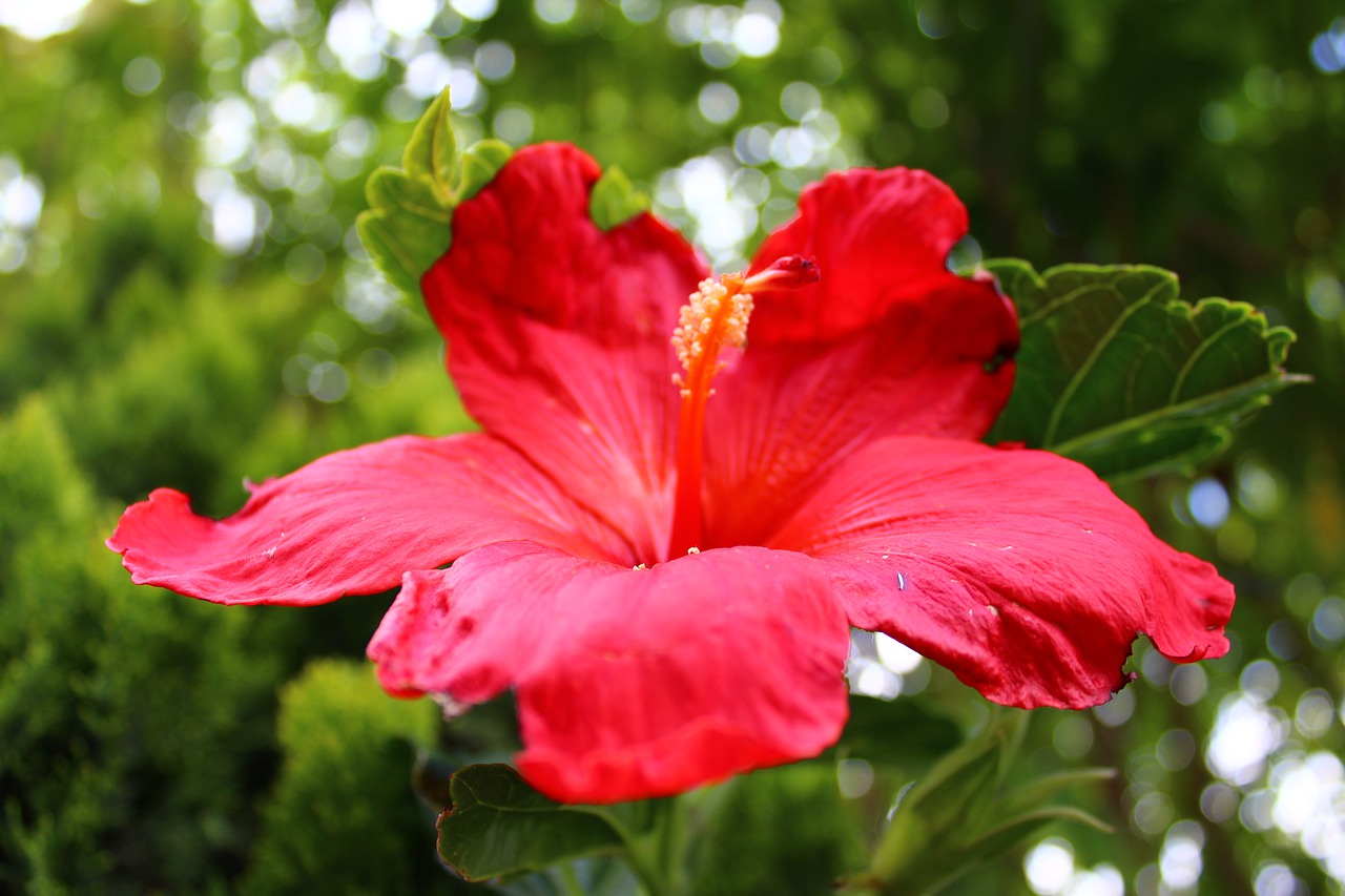 flower  red flower  flowers free photo