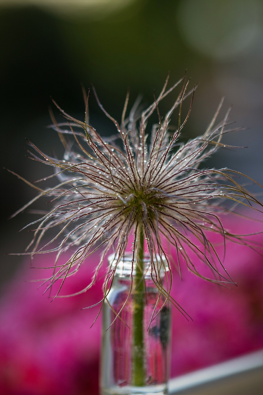 flower  plant  wet free photo