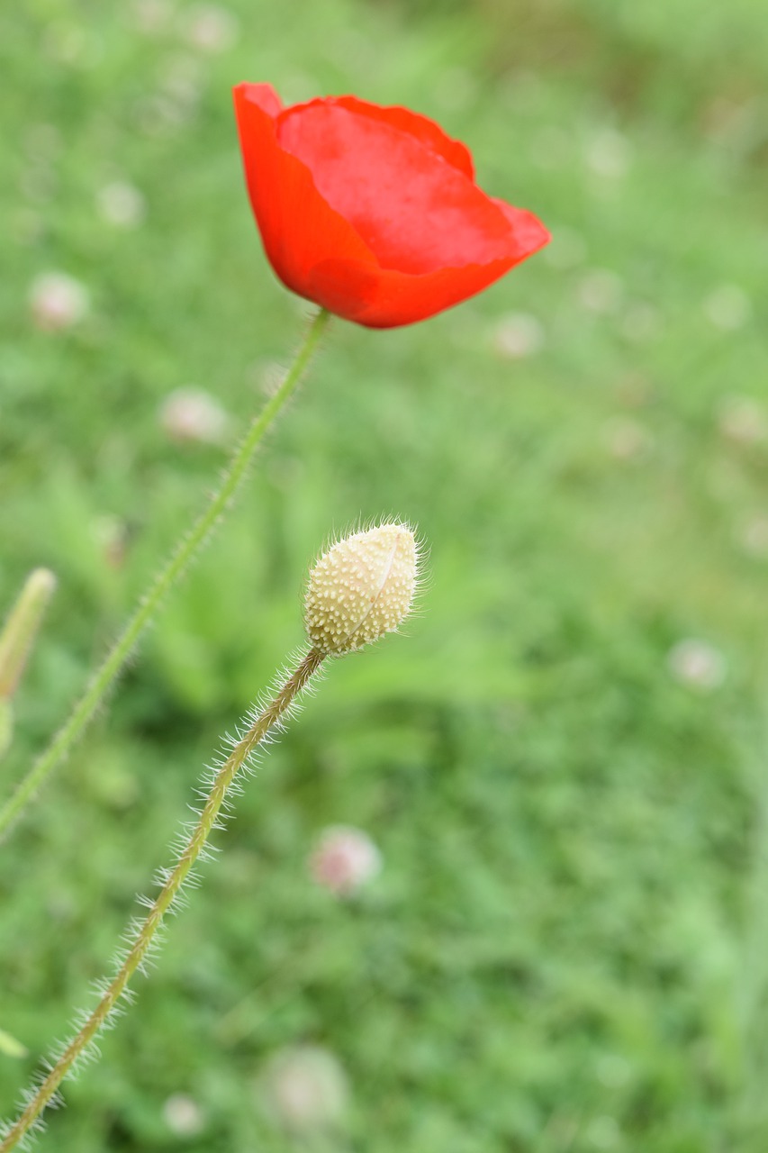 flower  poppy  button free photo