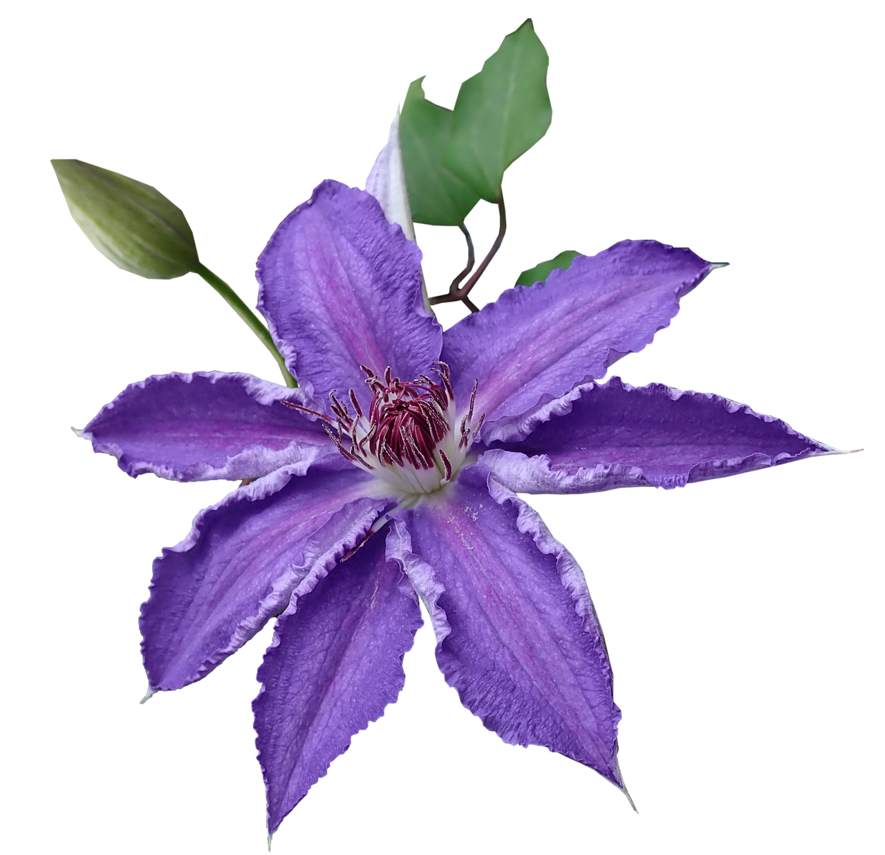 flower  clematis  purple free photo