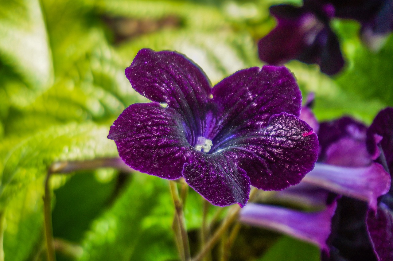 flower  violet  nature free photo