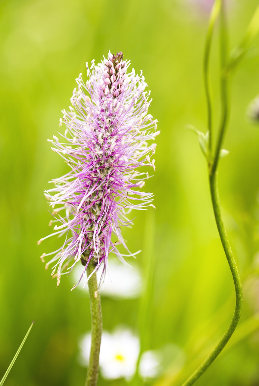 flower  plant  blossom free photo