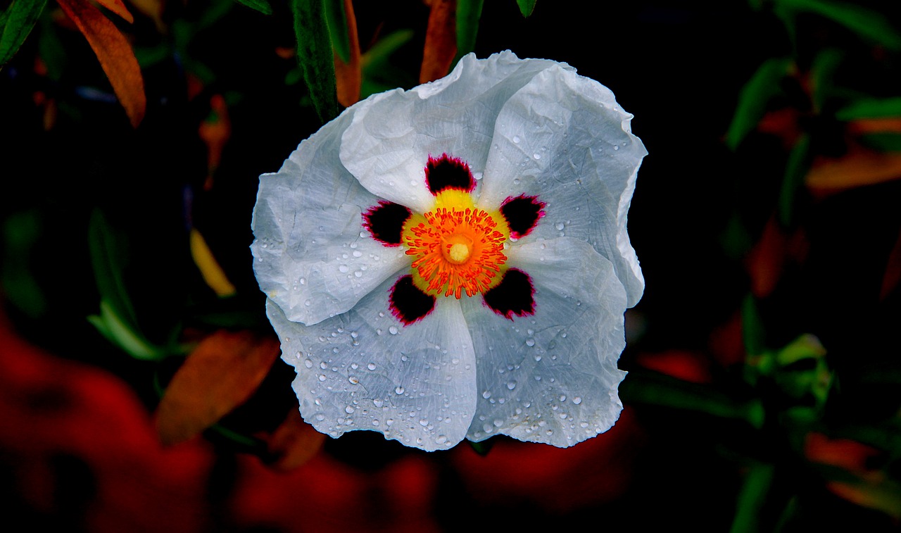 flower  cistus  rockrose free photo