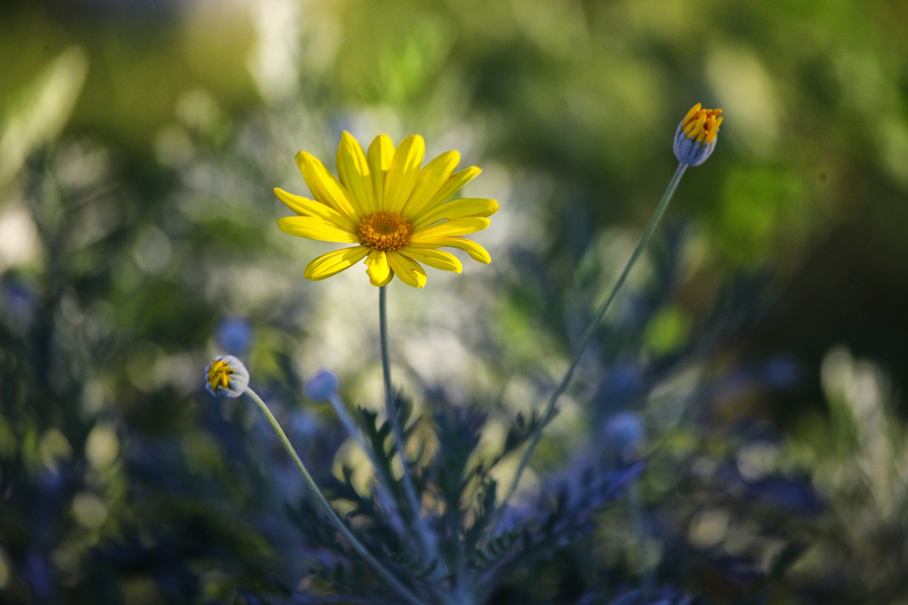 flower  nature  flowers free photo