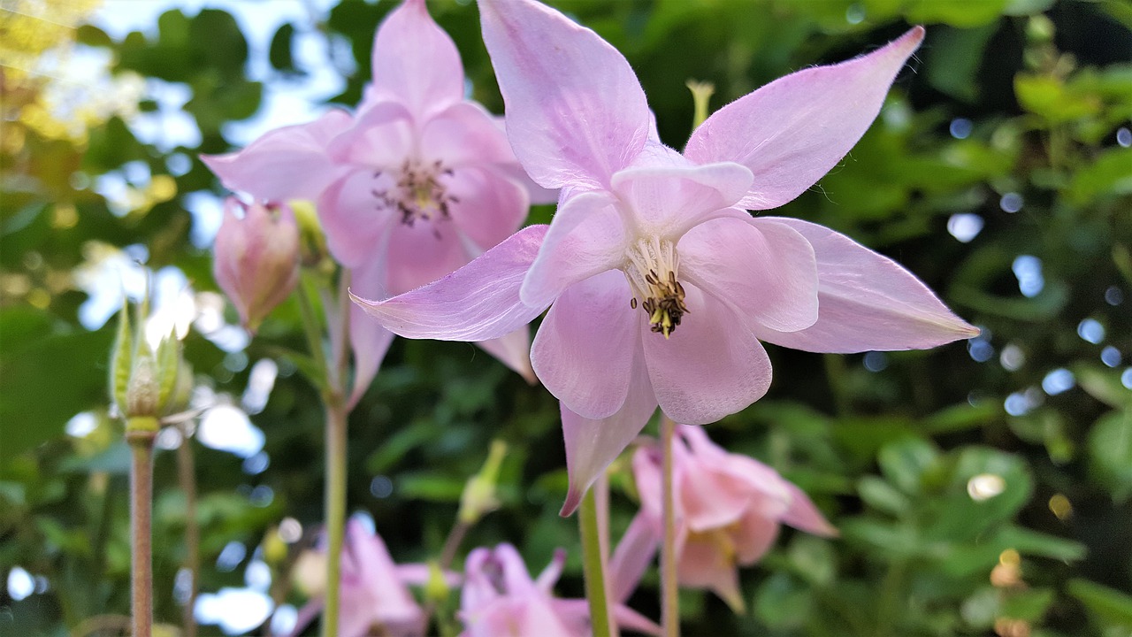 flower  pink  garden free photo