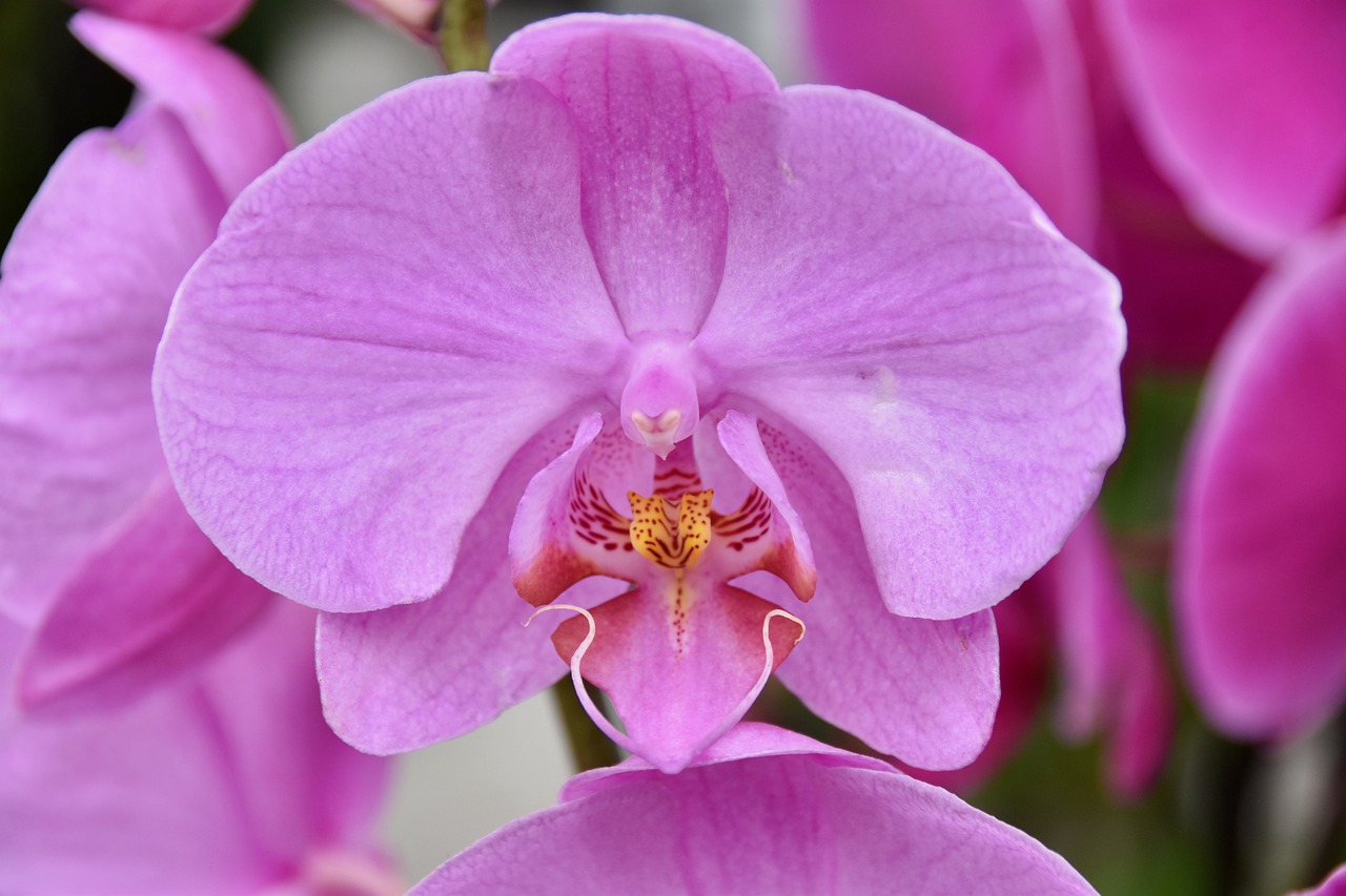 flower  orchid  pink flower free photo
