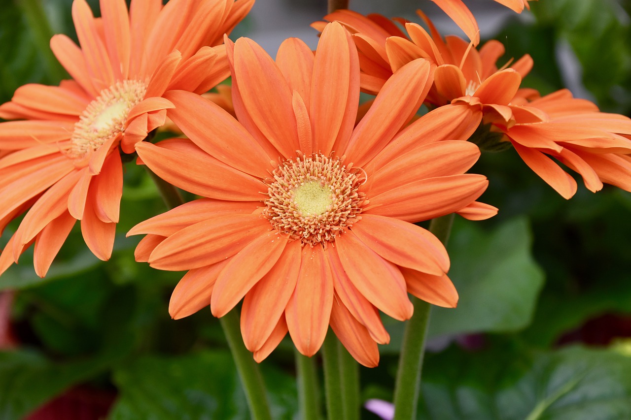 flower  petals orange  orange blossom free photo