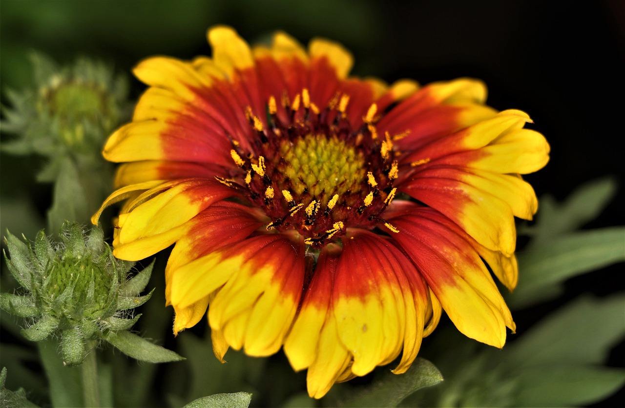 flower  red  yellow free photo