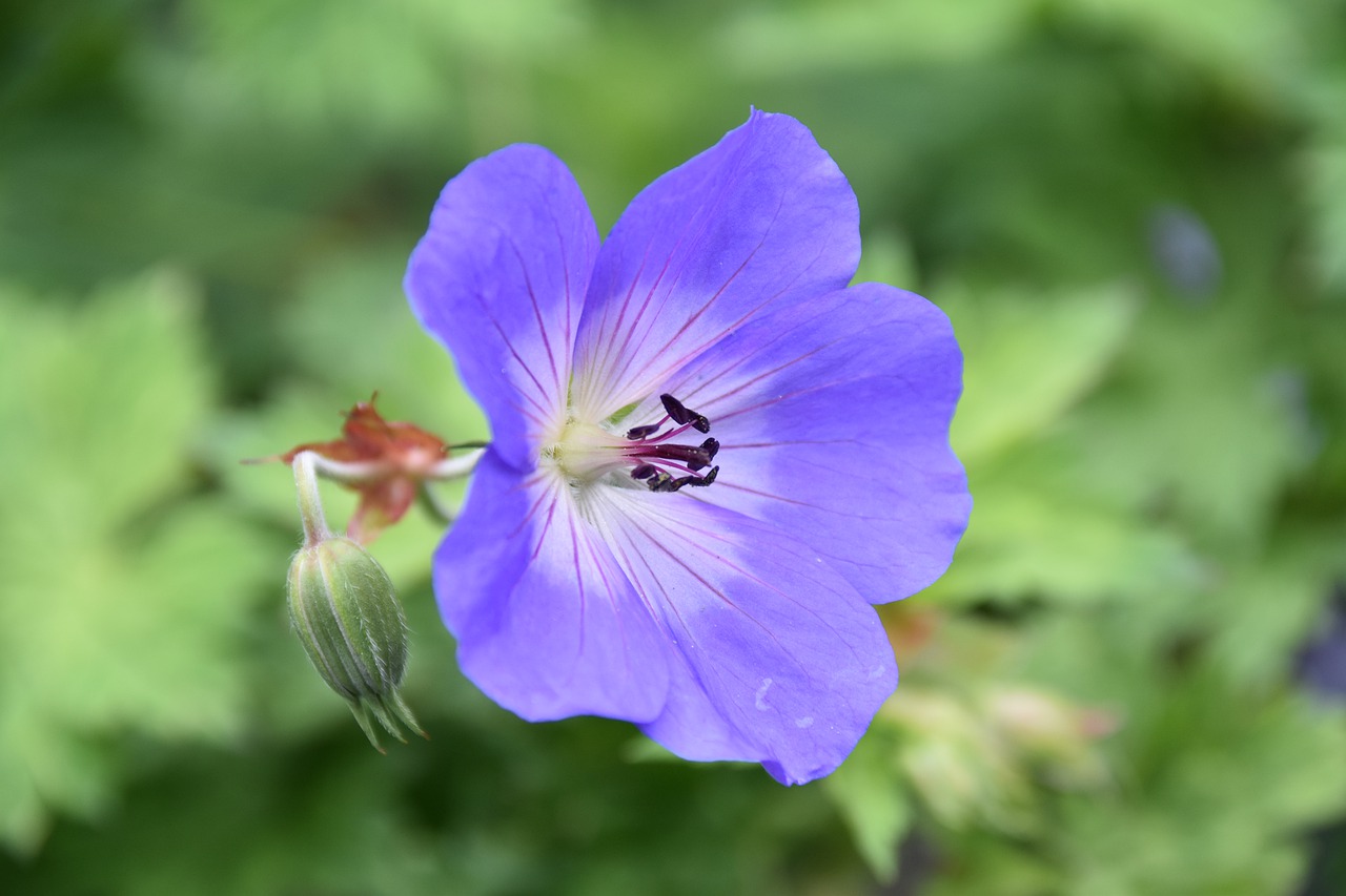 flower  blue flower purple  nature offer free photo
