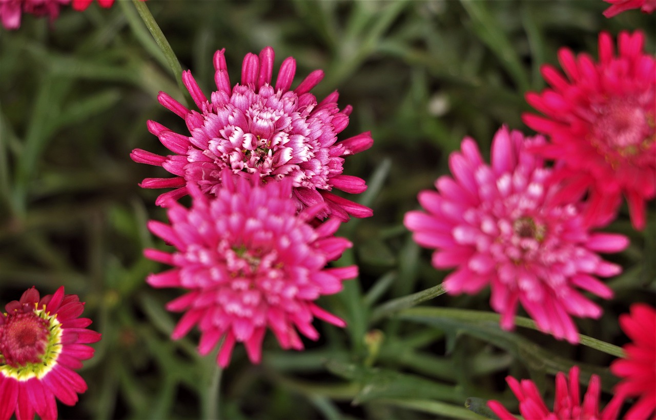 flower  pink  white free photo