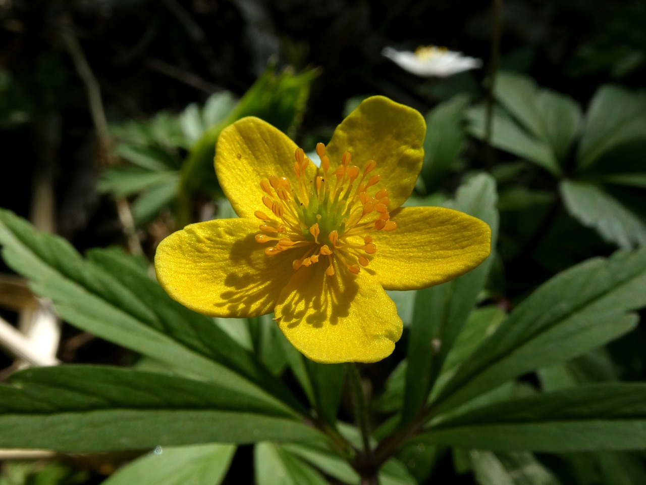 flower  yellow  caltha palustris free photo