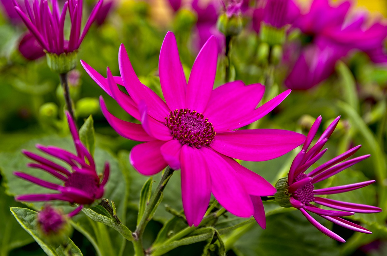 flower  pink  nature free photo