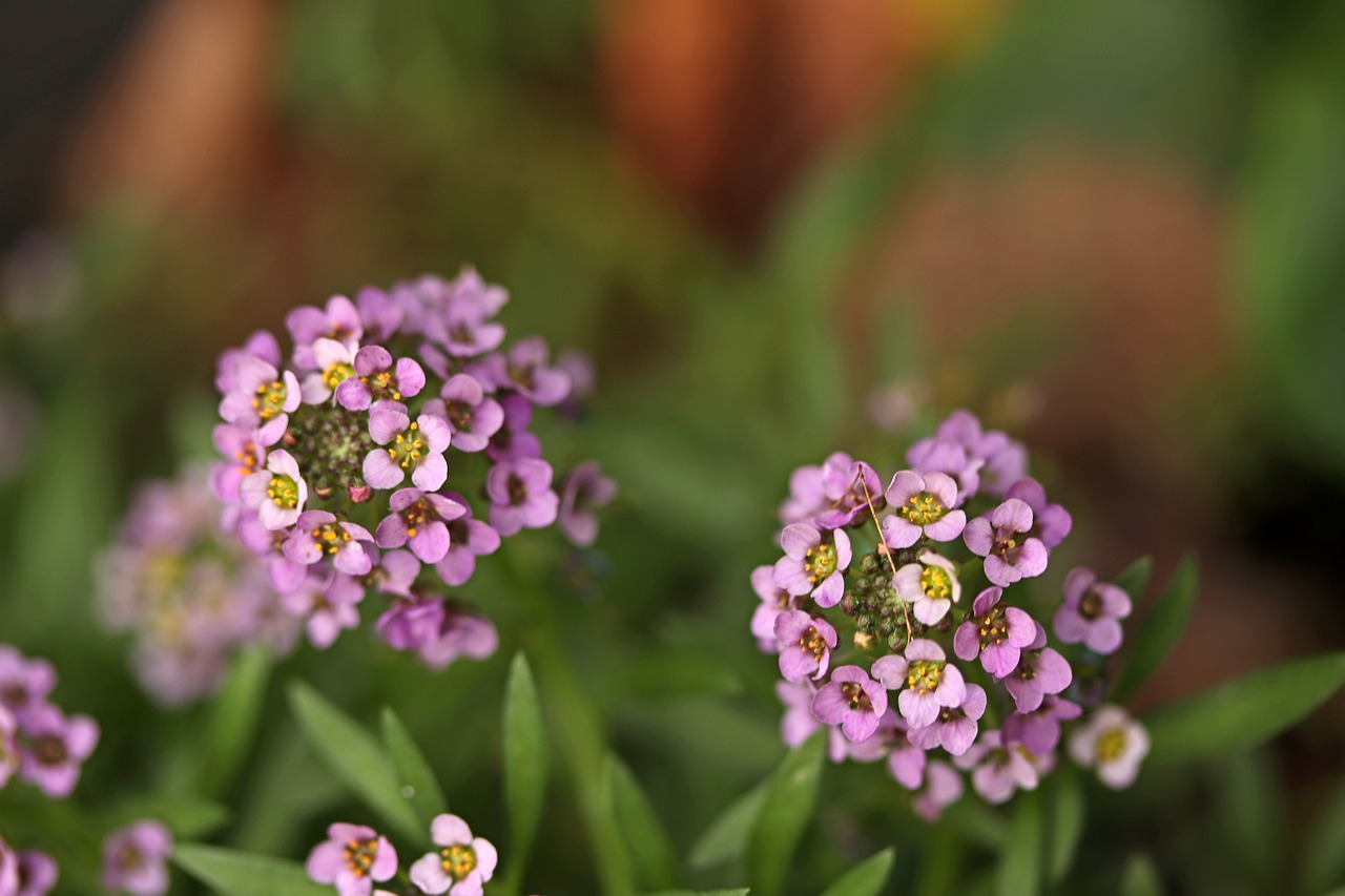 flower  alyssum  mauve free photo