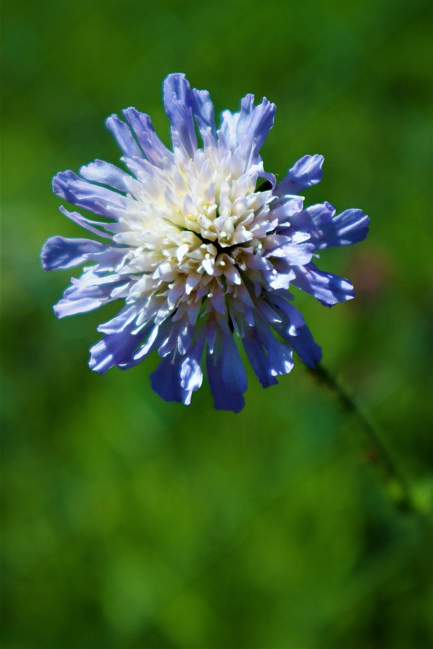 flower  field scabious  nature free photo