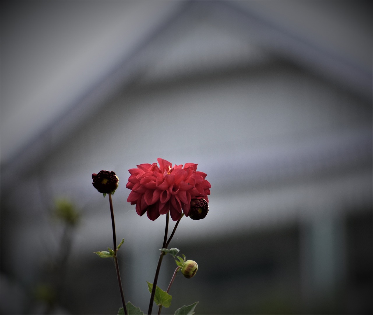 flower  red  plant free photo