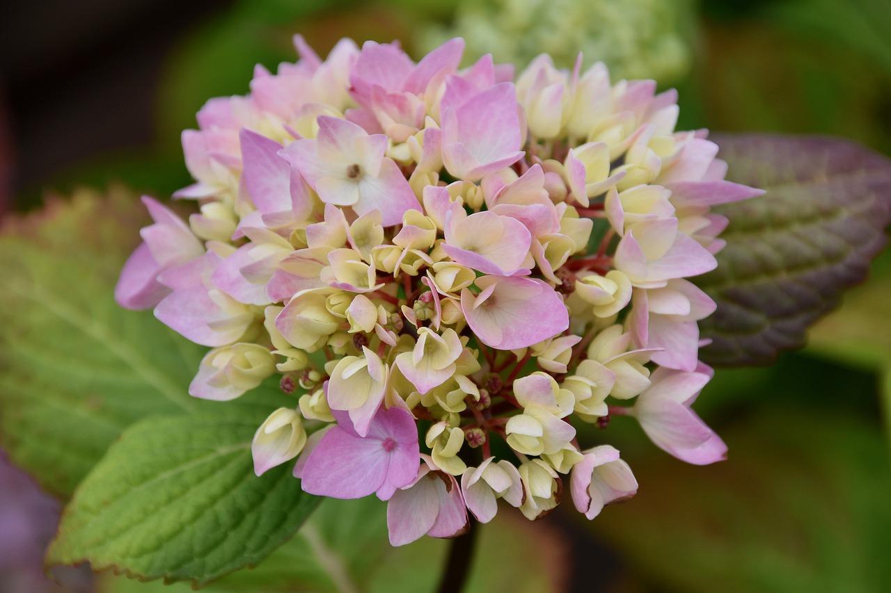 flower  flower hydrangea pink  color pink free photo