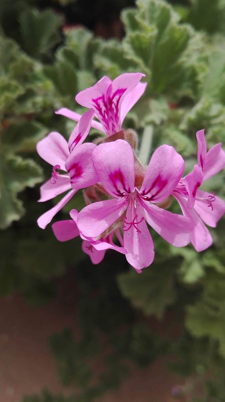 flower  pink  garden free photo