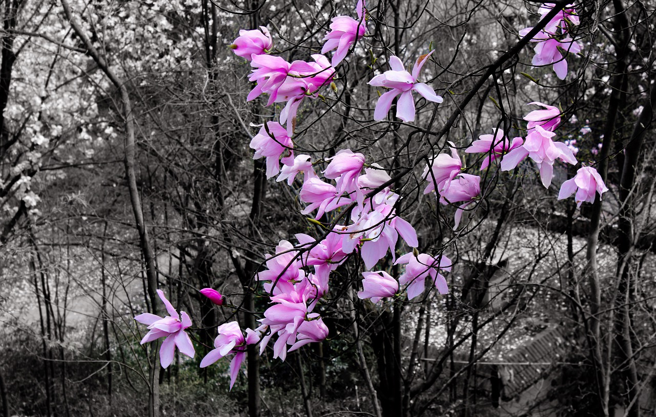 flower  trees  plant free photo