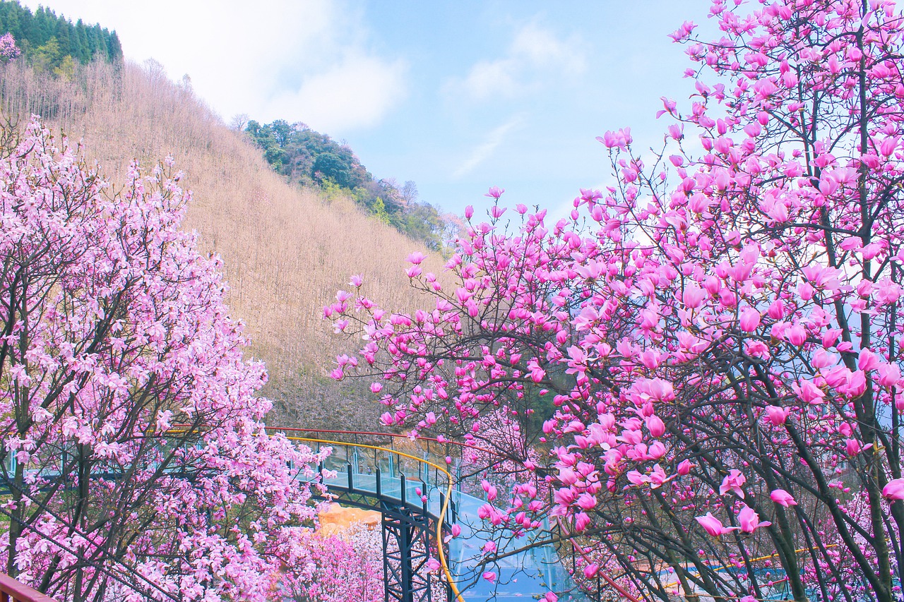 flower  trees  plant free photo