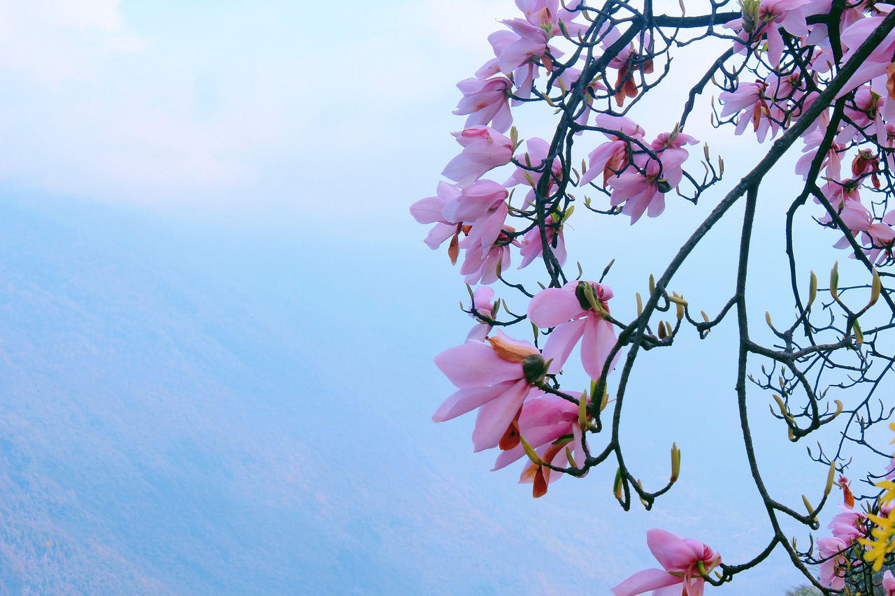 flower  trees  plant free photo