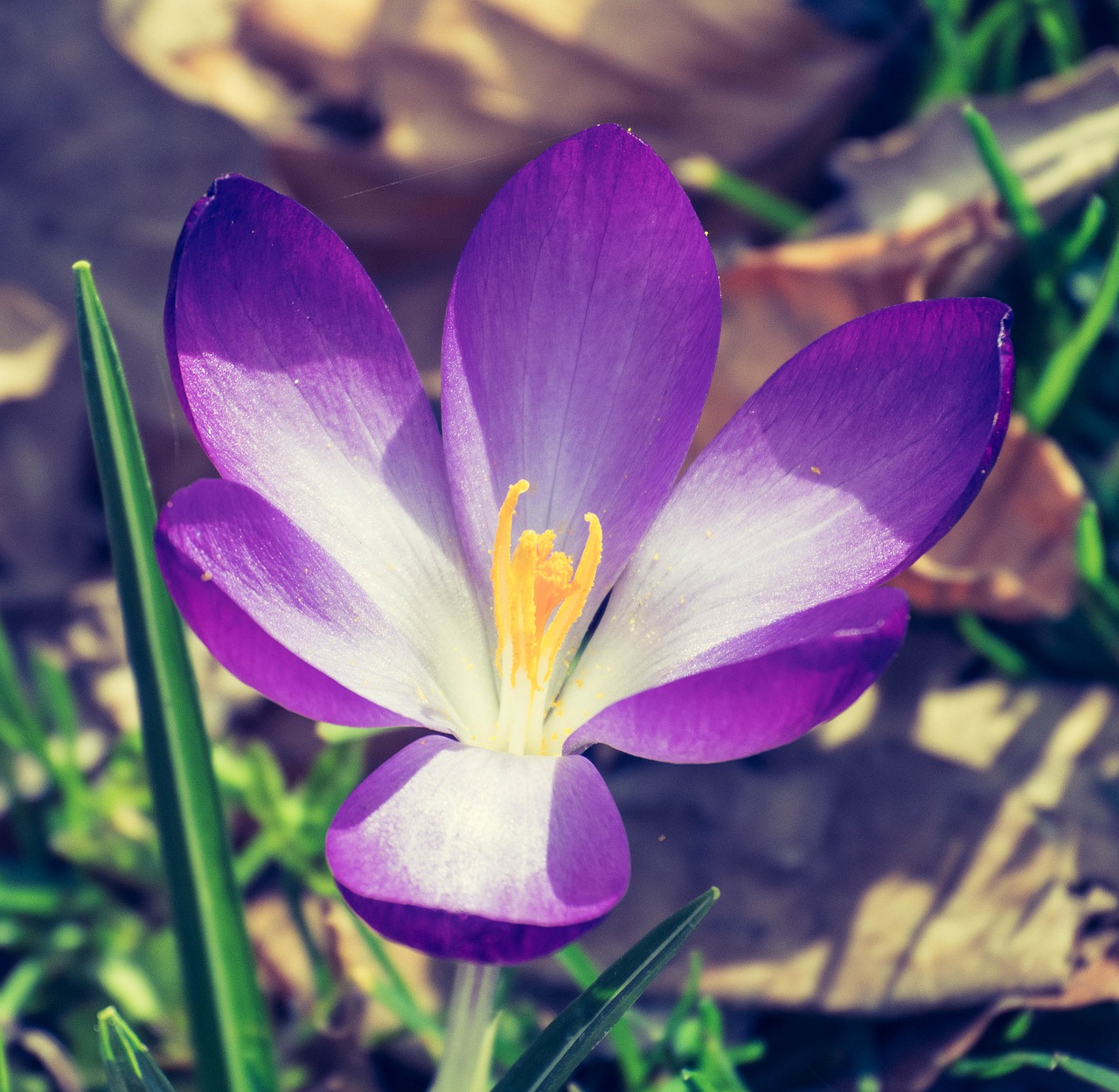 flower  purple  colorful free photo