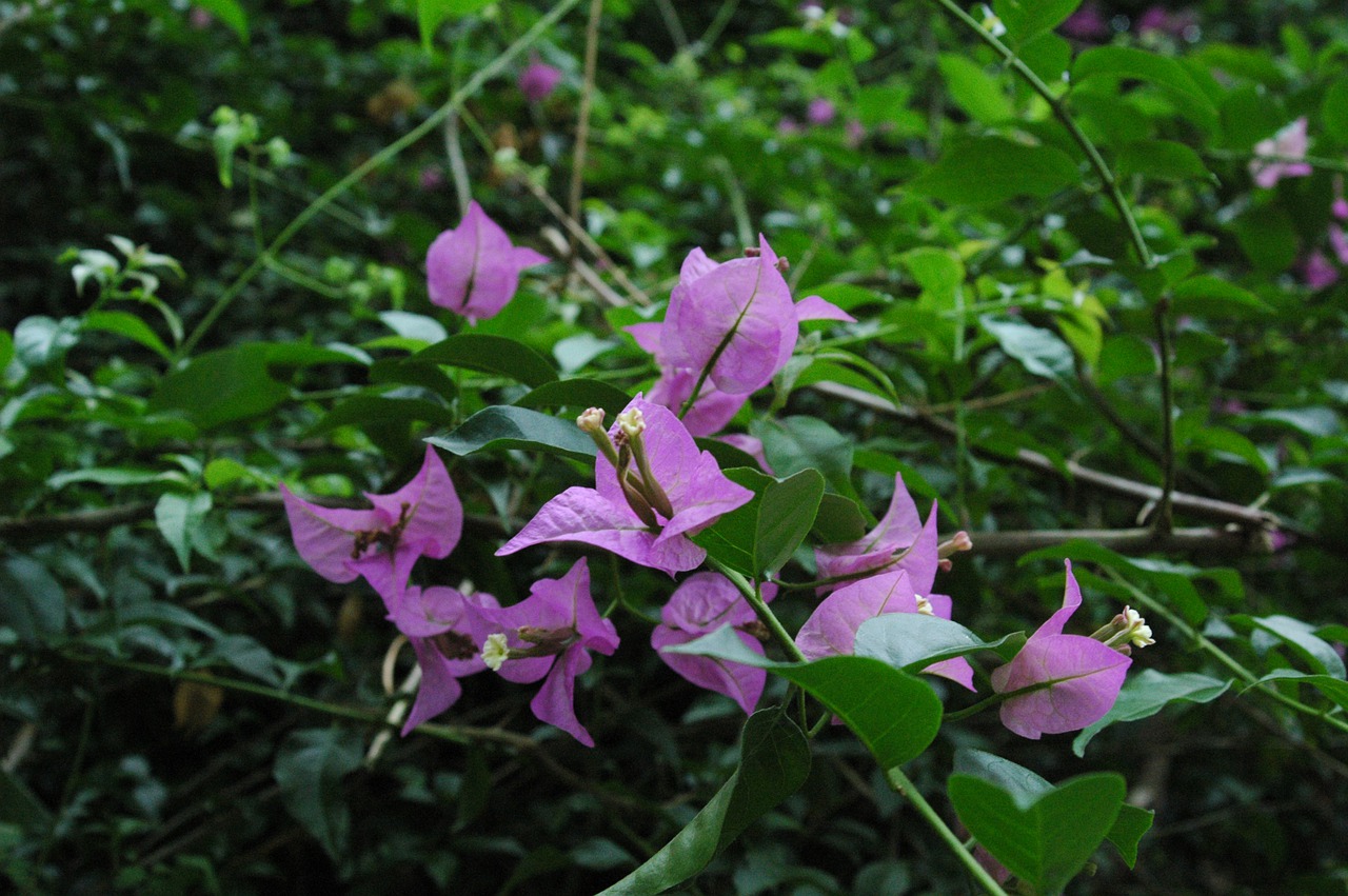 flower  nature  blossom free photo