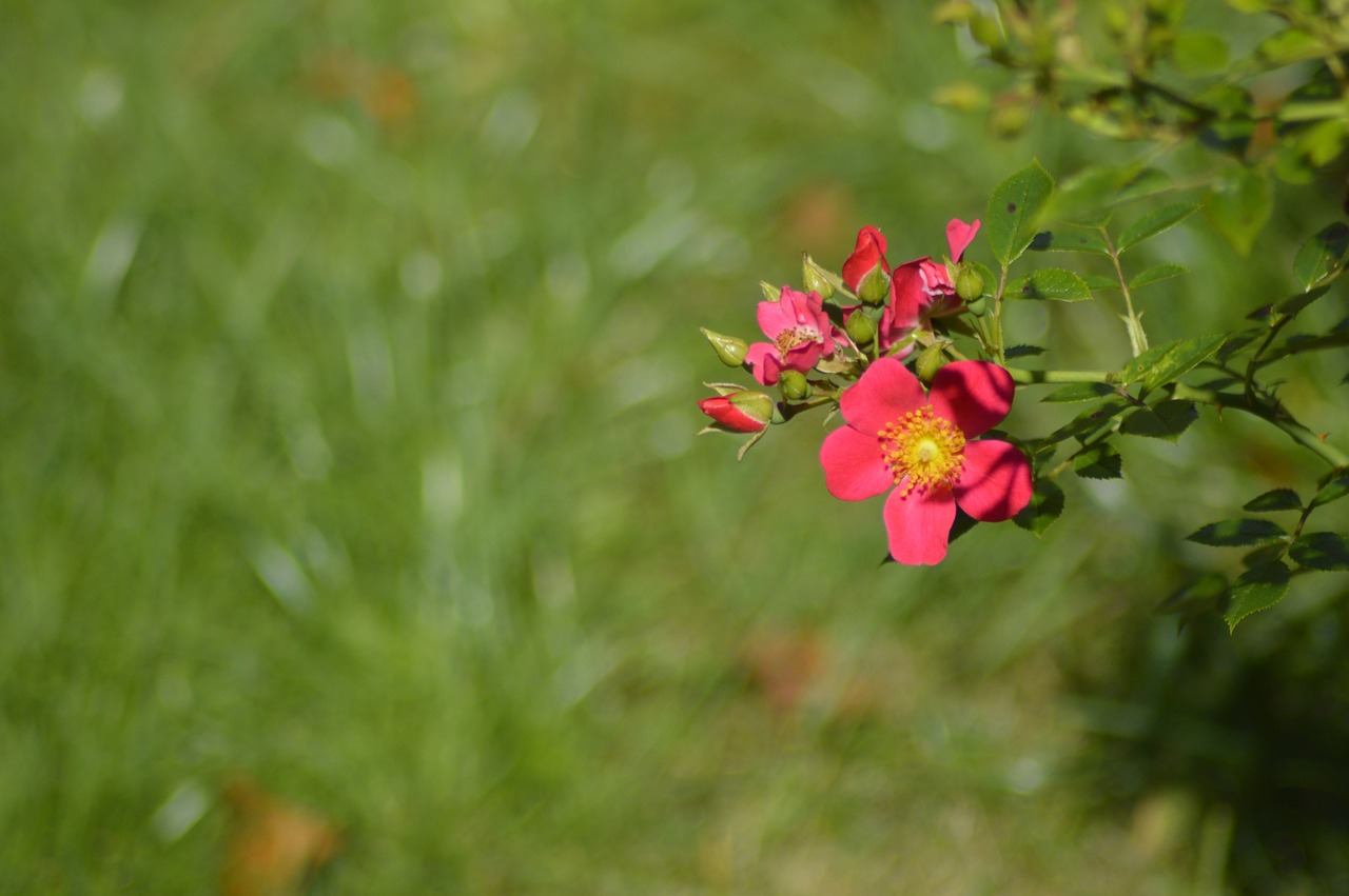 flower red summer free photo