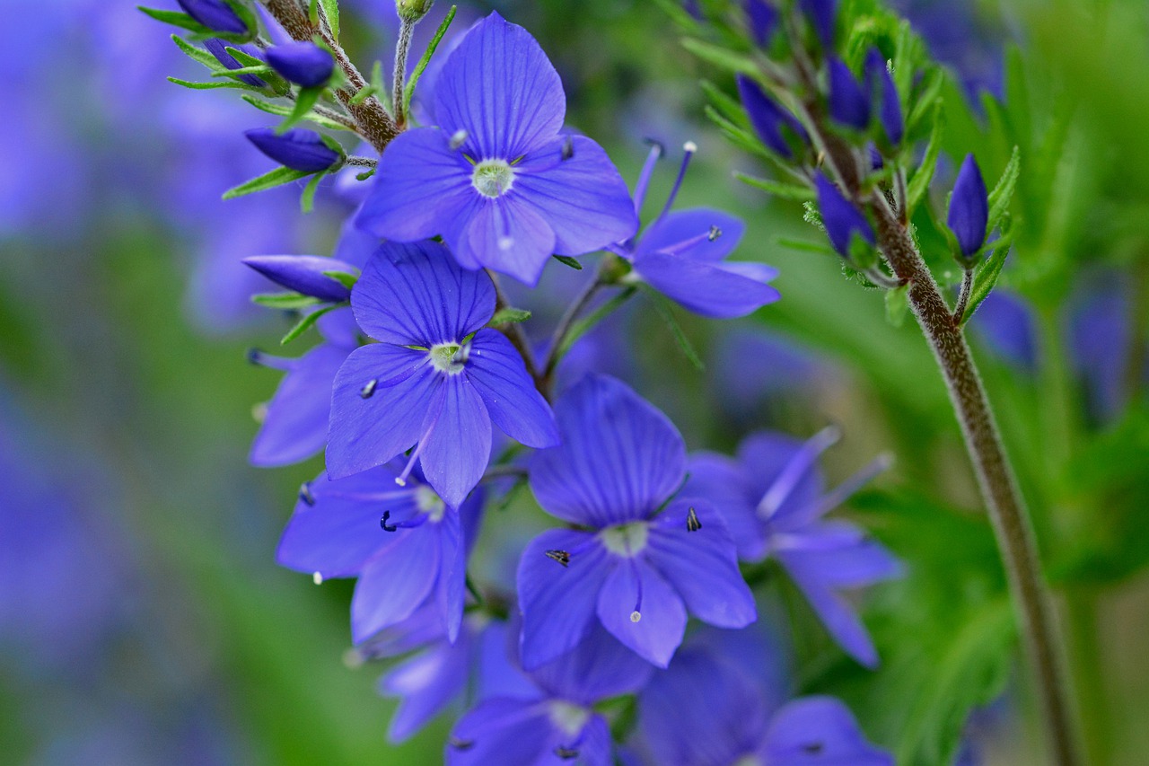 flower  meadow  summer free photo