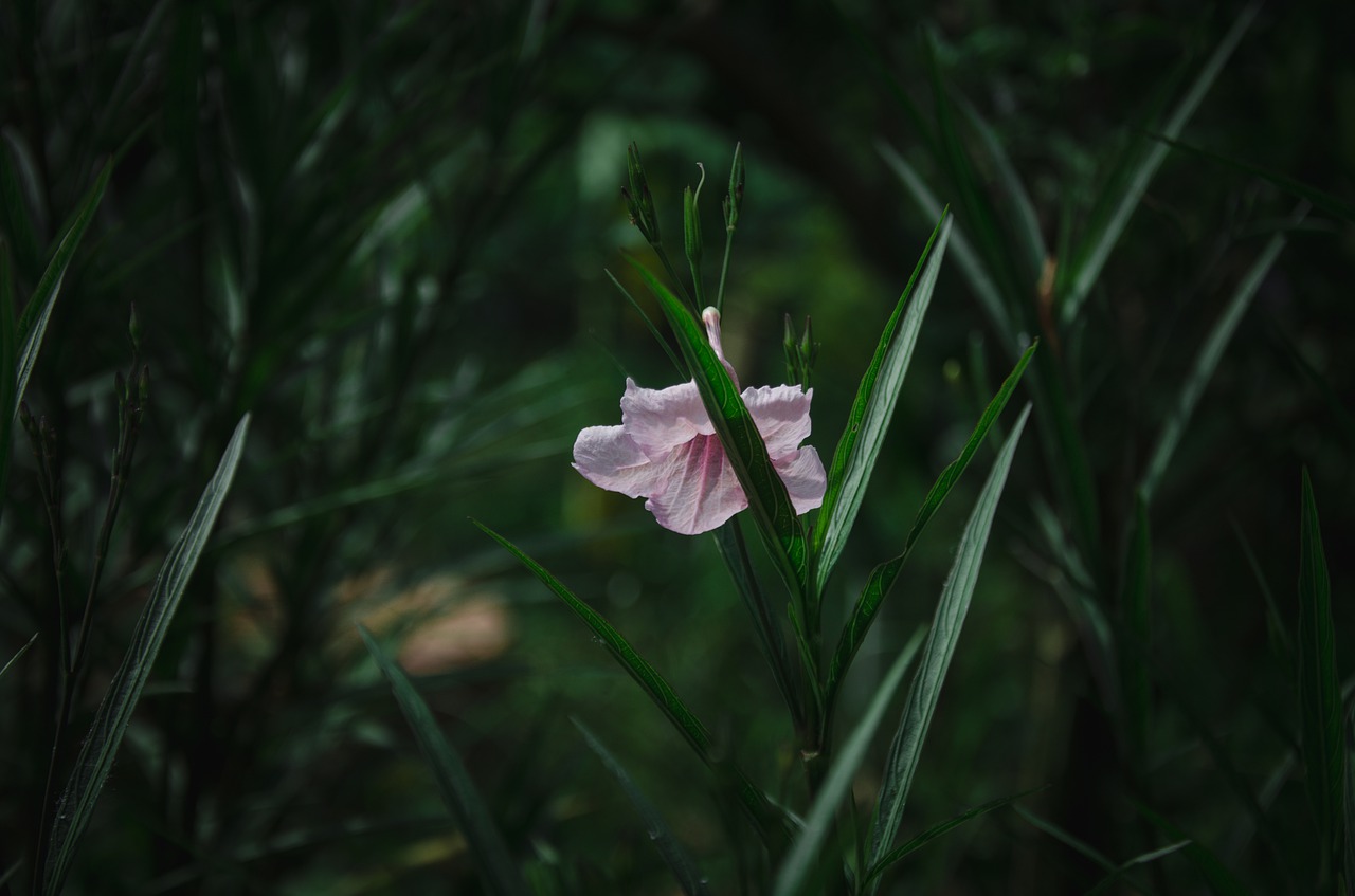 flower  purple  blooming free photo