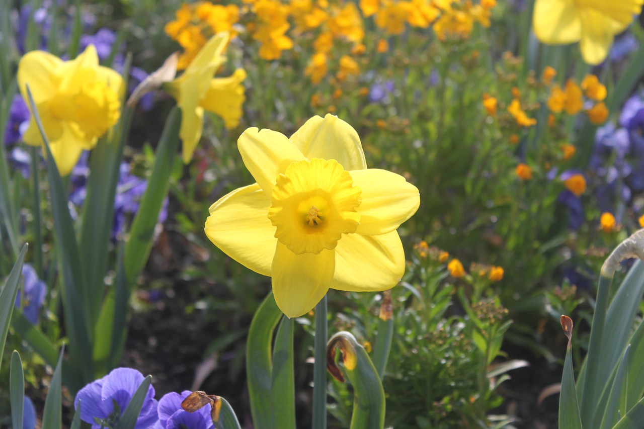 flower  yellow  summer free photo