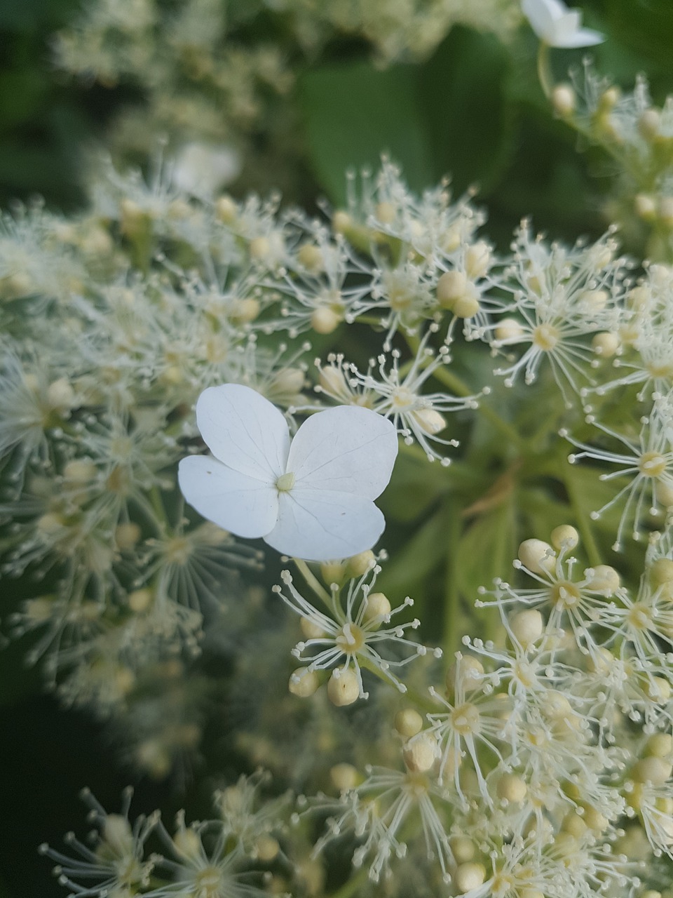 flower  plant  summer free photo