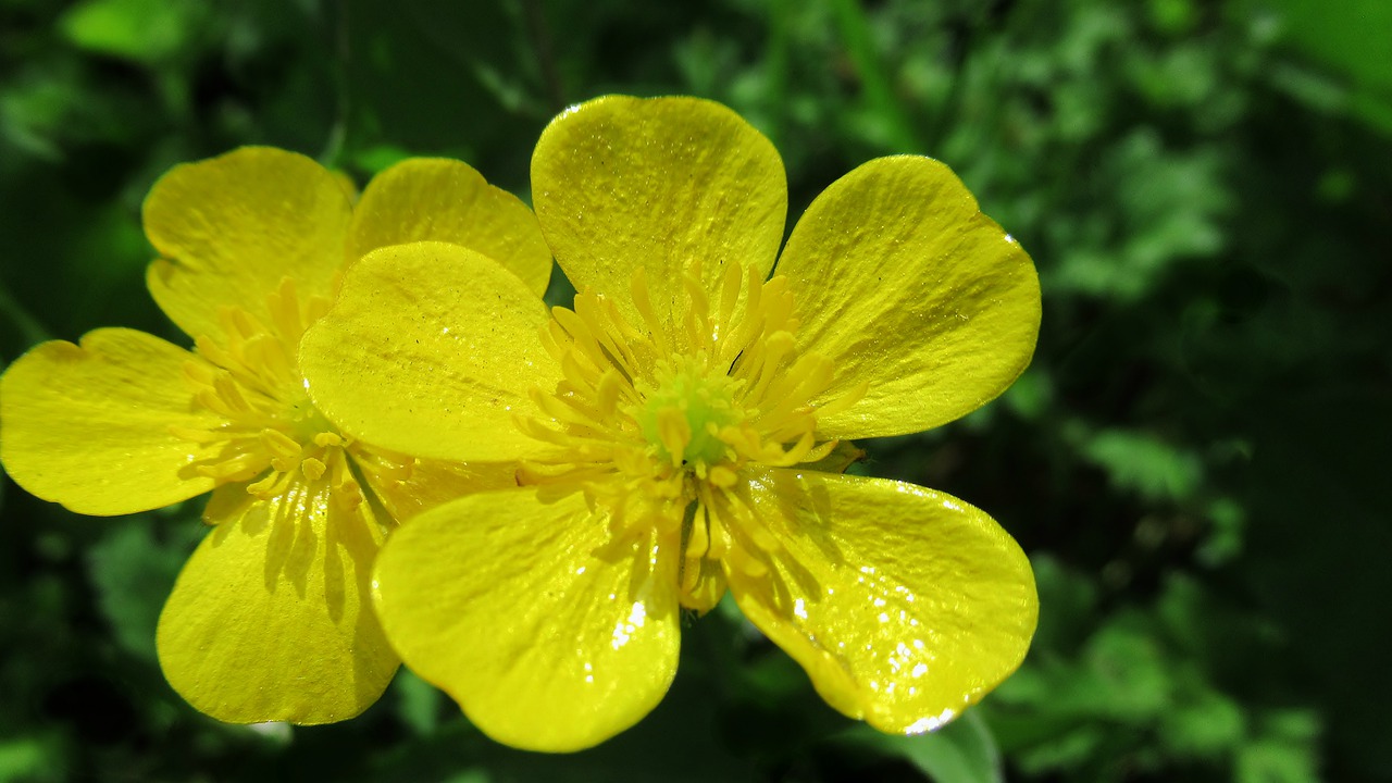 flower  yellow  nature free photo