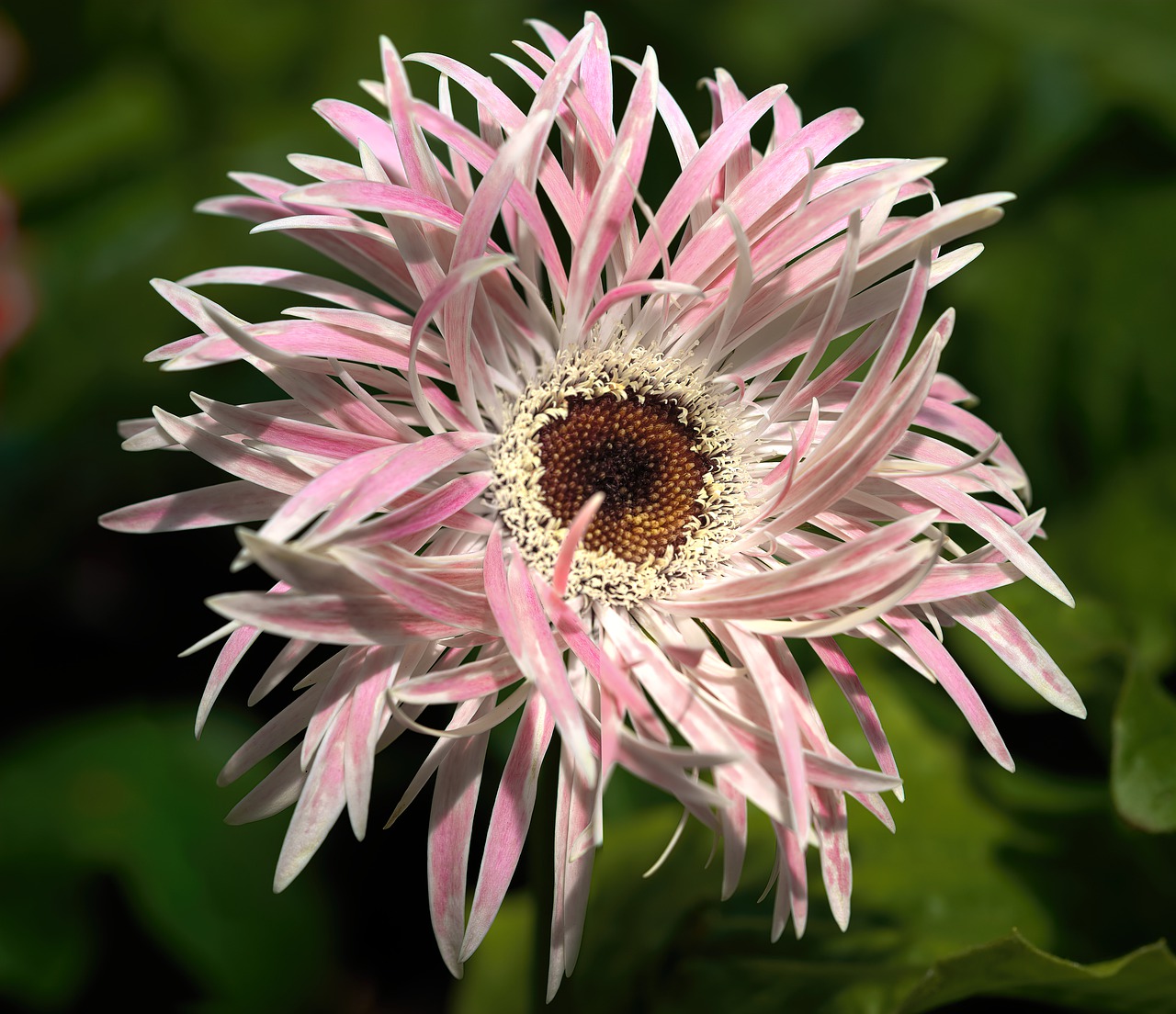 flower  daisy  pink free photo