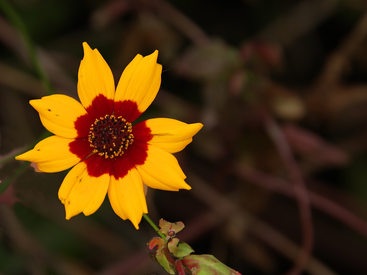 flower blossom bloom free photo