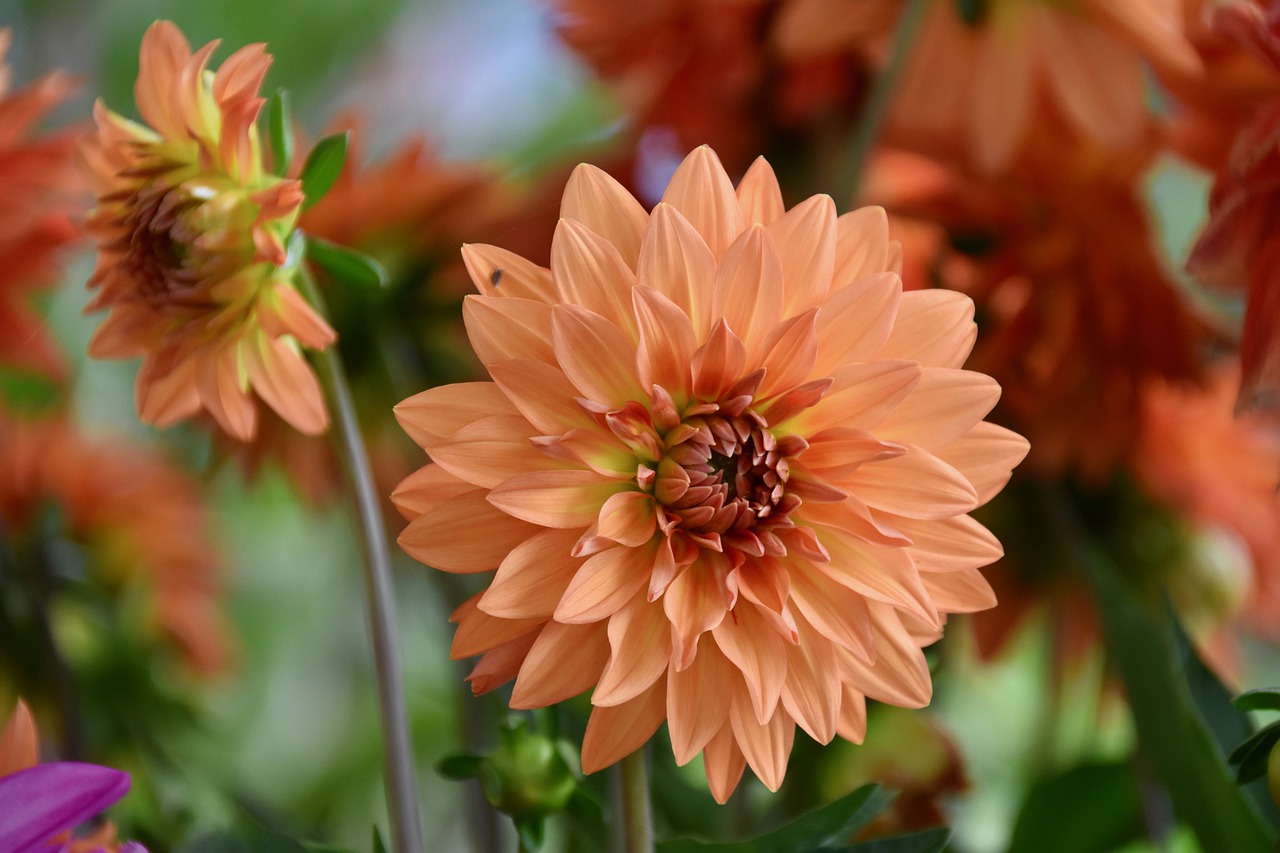 flower  flower of dahlia  button dahlia free photo