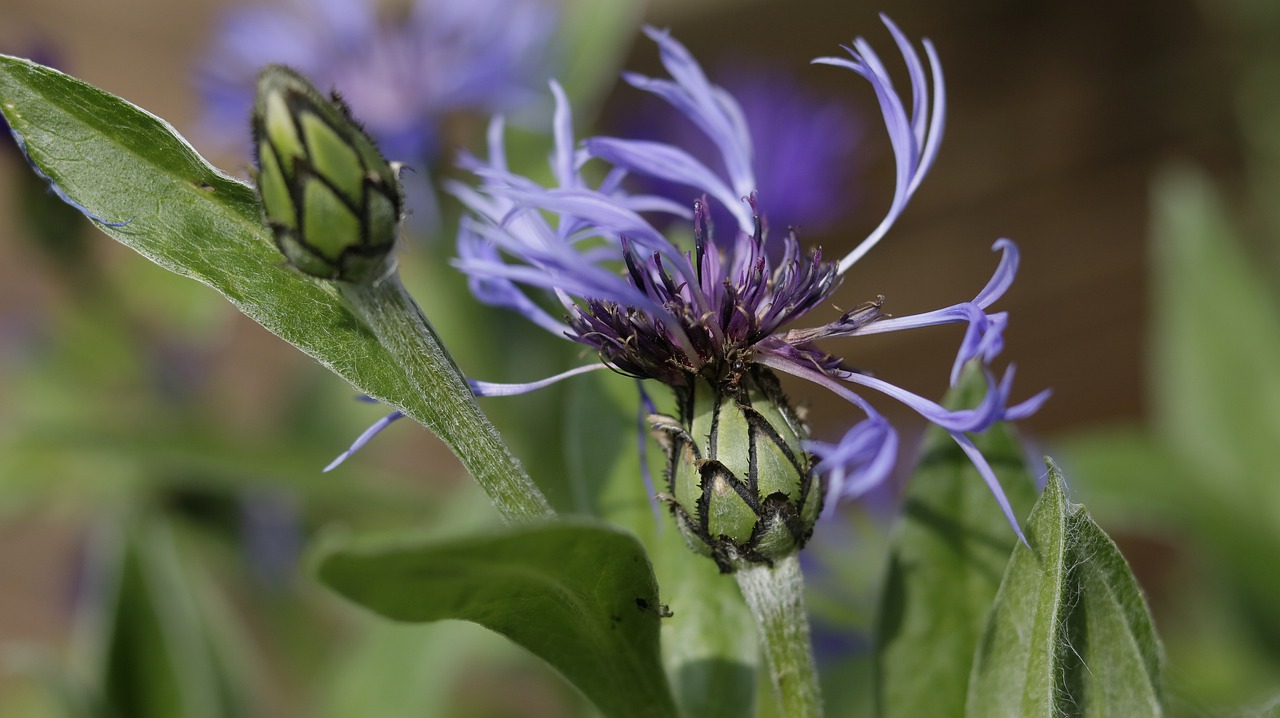 flower  garden  spring free photo