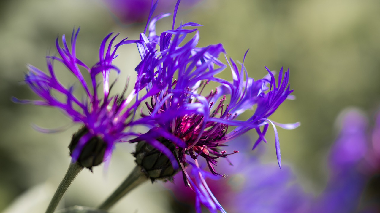 flower  purple  plant free photo