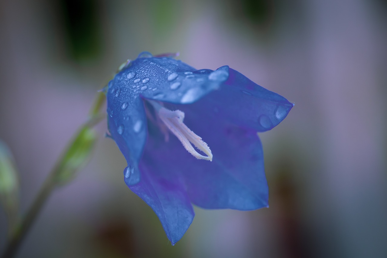 flower  blue  blossom free photo