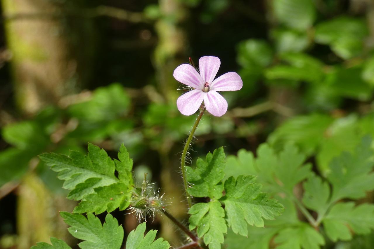 flower  green  violet free photo