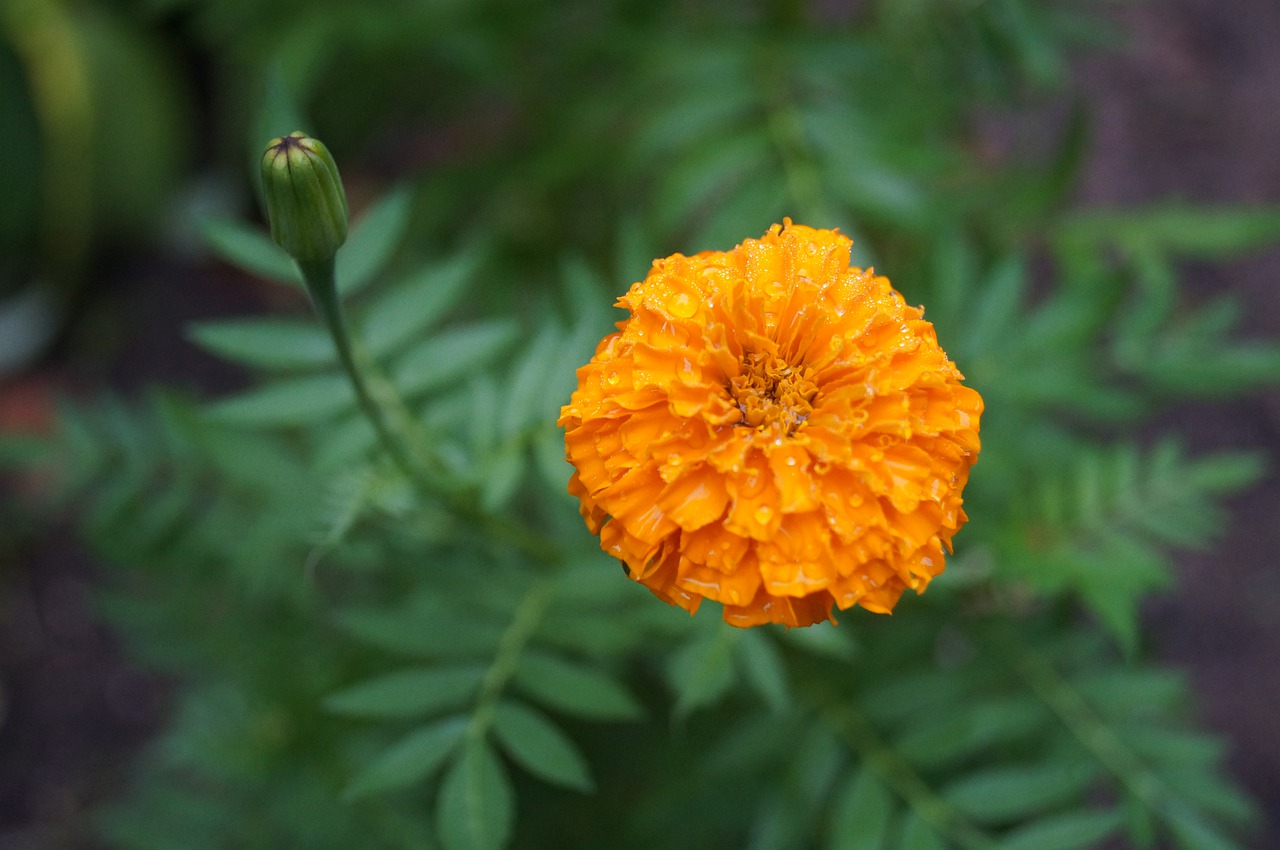 flower  nature  carnation flower free photo