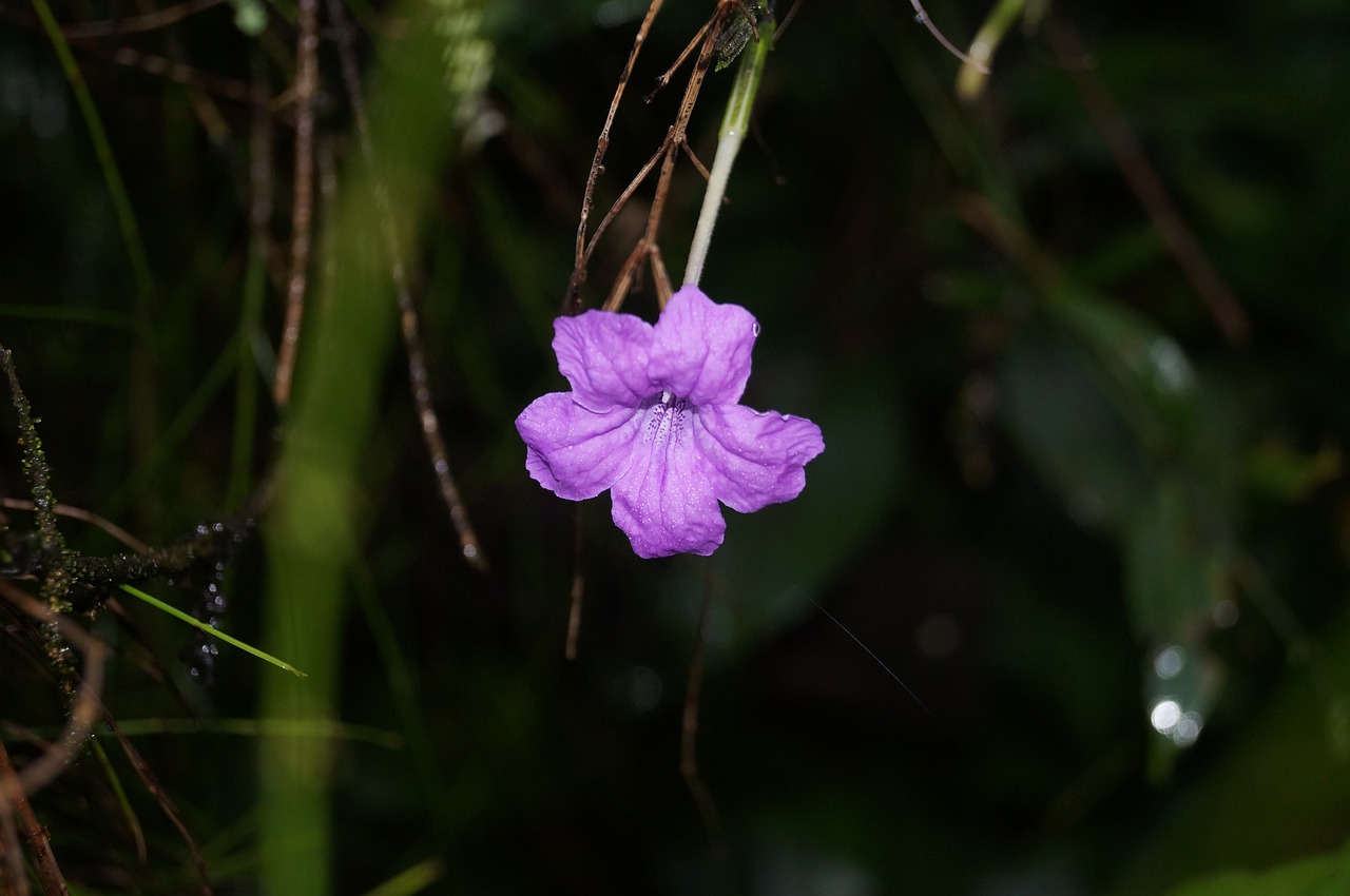 flower  nature  garden free photo